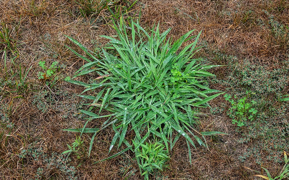 Why Treating Crabgrass Weeds Can Be Difficult