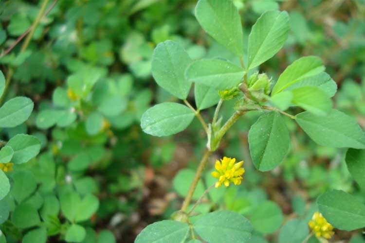 Why Is Small Hop Clover Hard To Get Rid Of In My Lawn