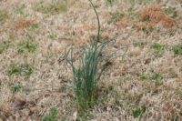 wild onion weeds