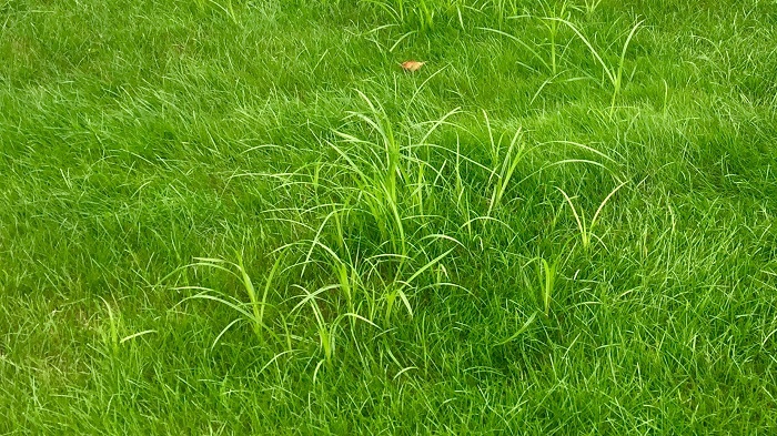 Nutgrass Is Not Grass: How to Identify and Beat Nutsedge This Summer