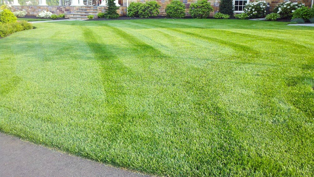 Is Your Tall Fescue Quitting on You? A Summer Survival Guide for Cool-Season Lawns in the South