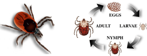 Tick Cycle