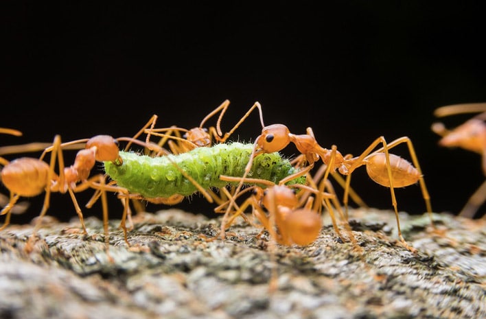 fire ants eating a bug