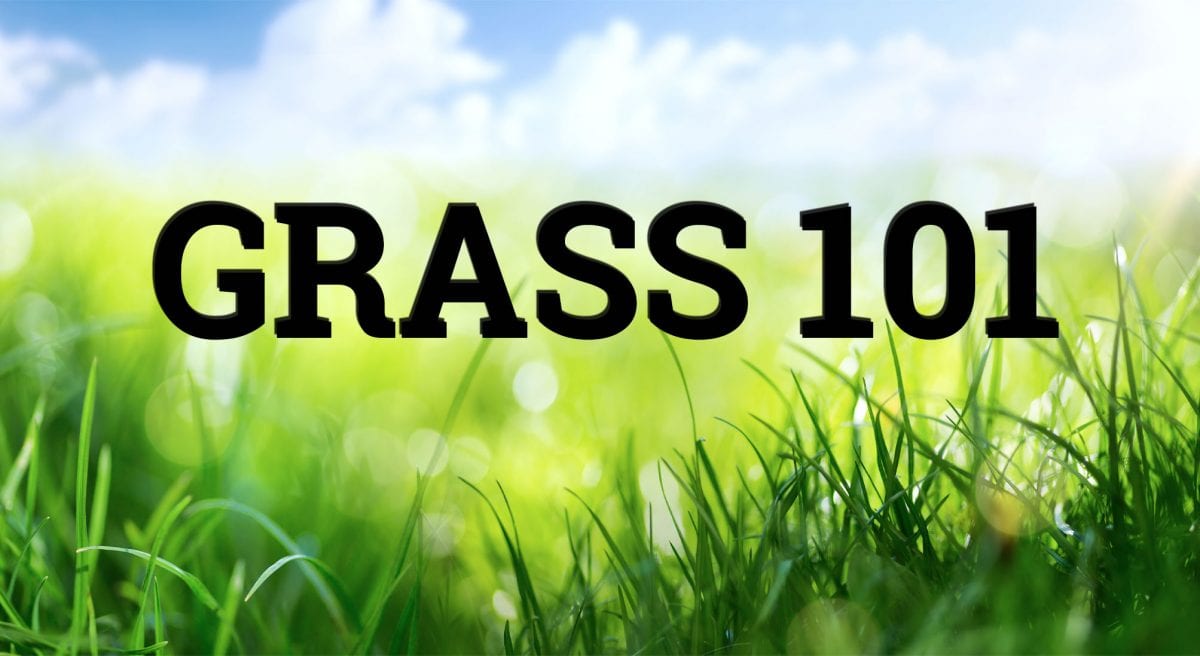 grass grass