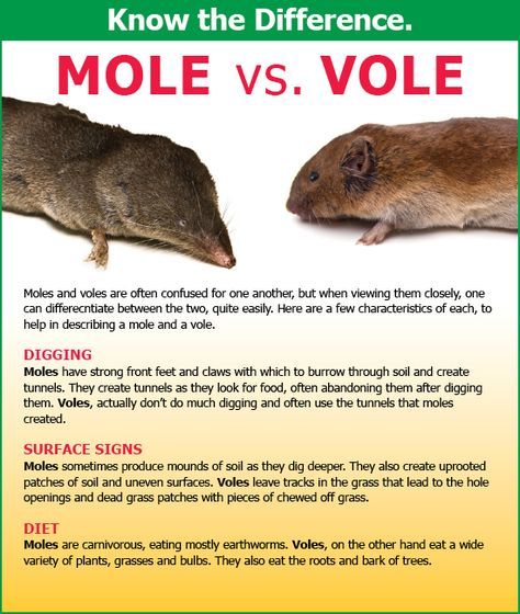 mole vs vole mole vs vole
