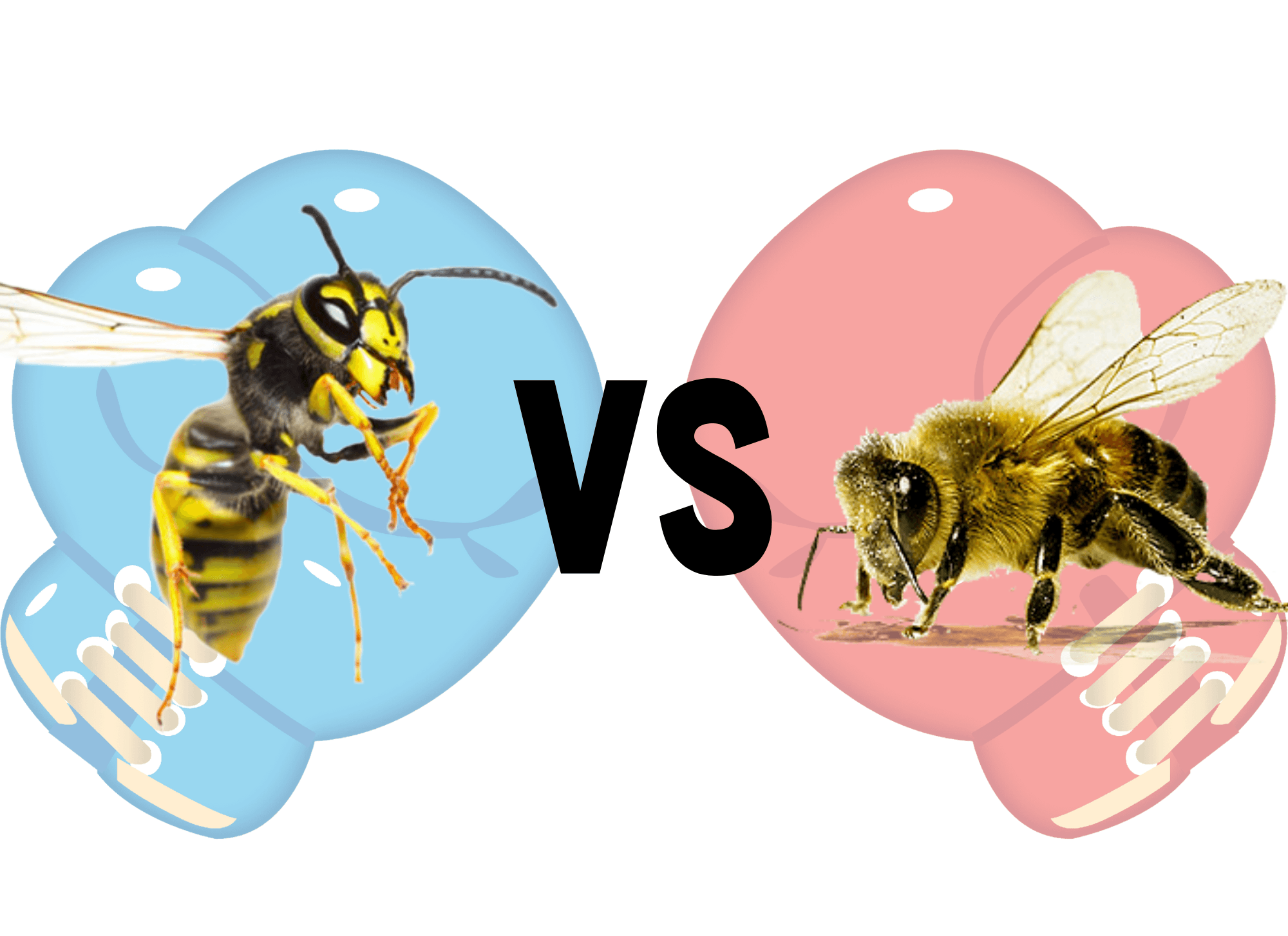 Who's Got The Sting: A Guide To Yellow Striped Insects