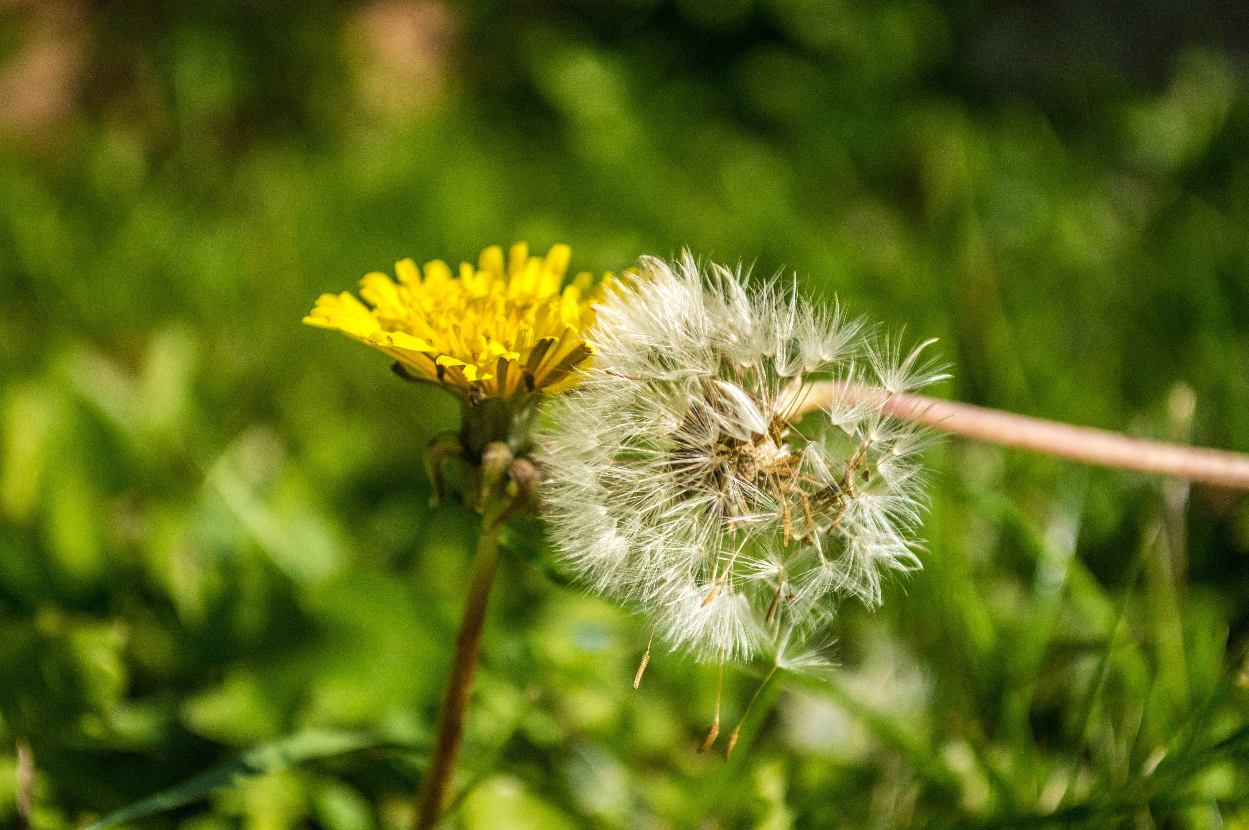 Effective Weed Control: Protecting Your Lawn and Keeping It Healthy