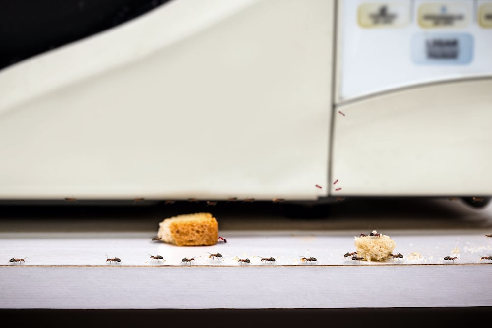 Ants in the Kitchen? Here’s What’s Really Attracting Them