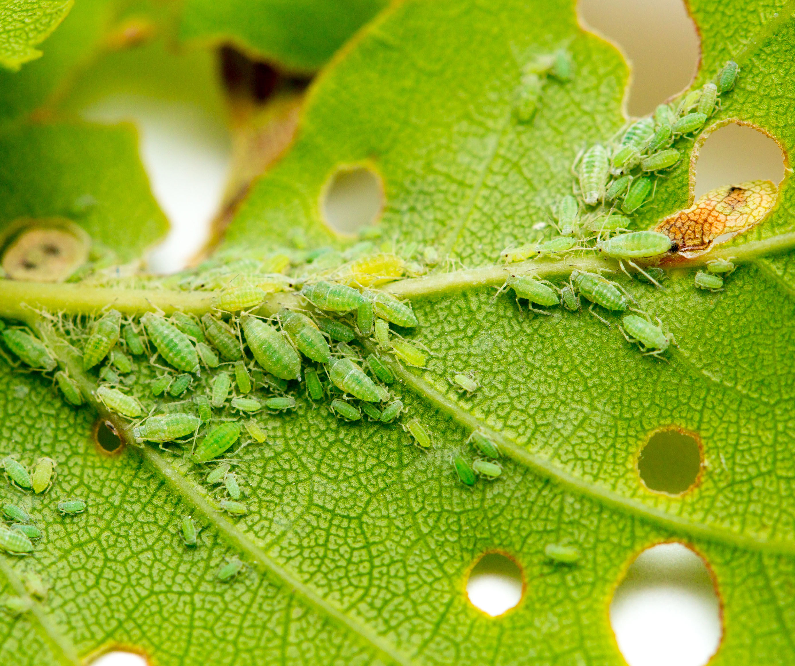 aphids on leaf damage - ss [1645x1379]