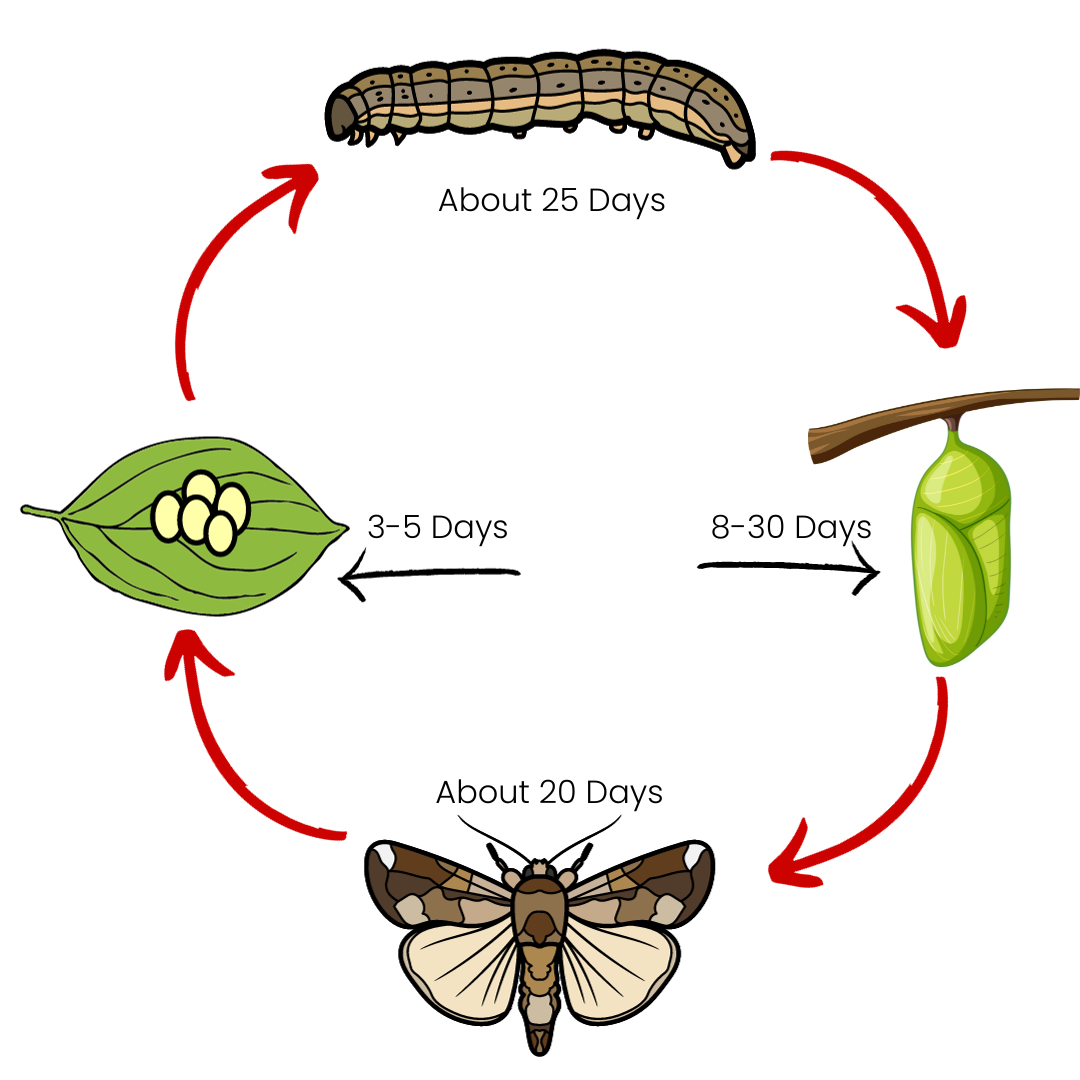 army worm life cycle- TT
