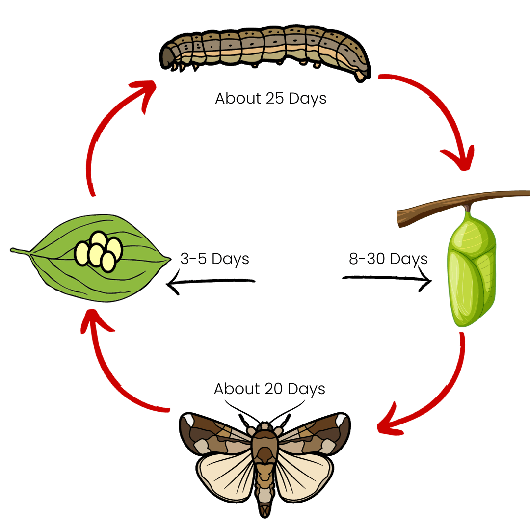 army worm life cycle- TT