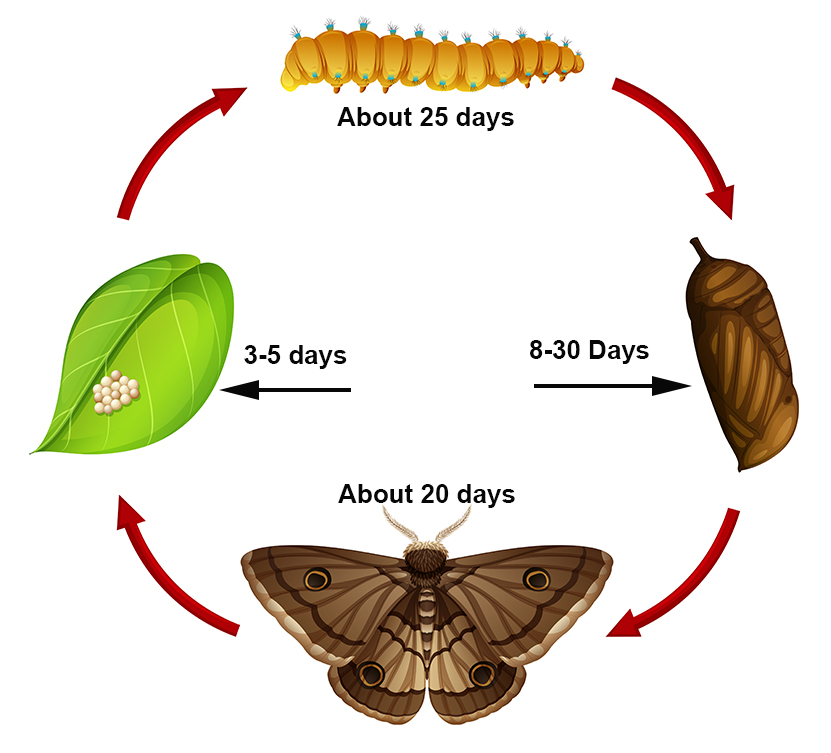 armyworm life cycle