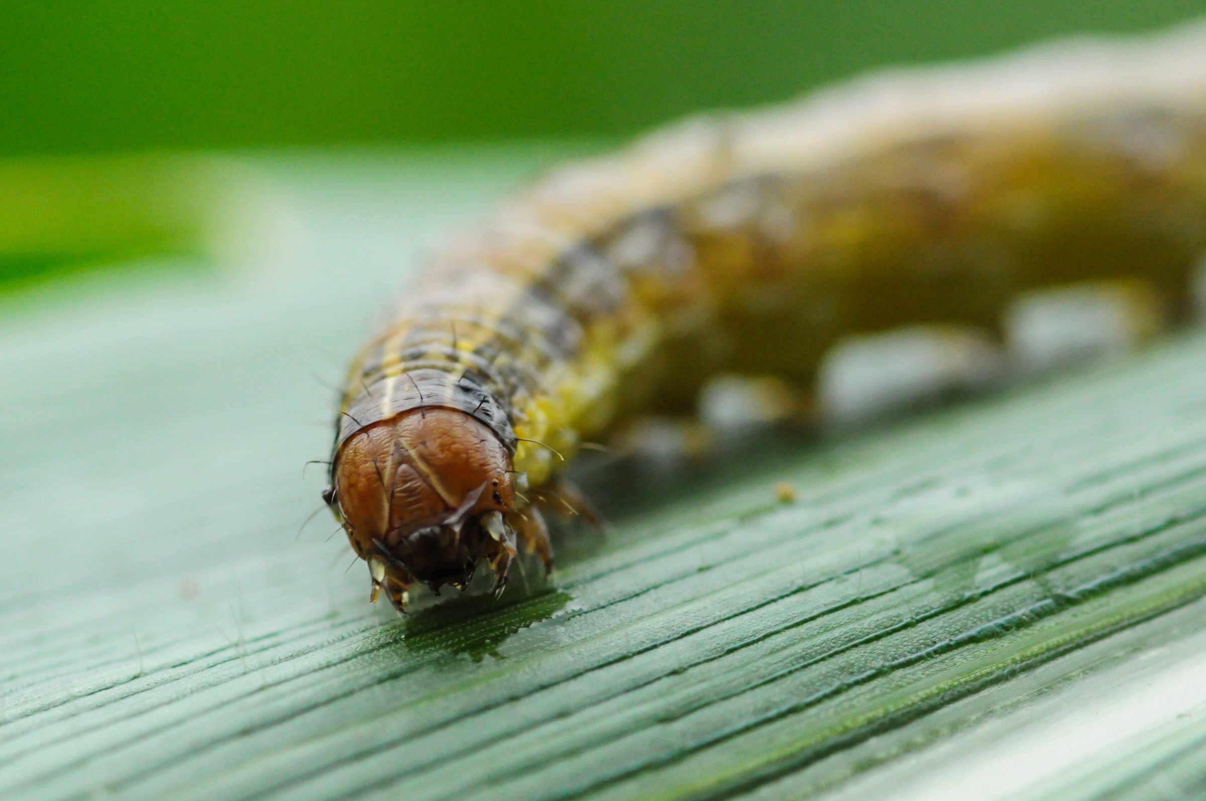 armyworm on leaf -SS