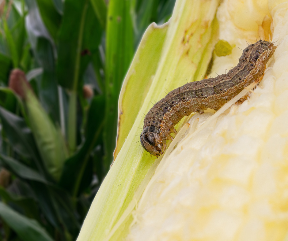 Armyworms Are Marching: How to Spot (and Stop) This Summer's Sneakiest Lawn Invader