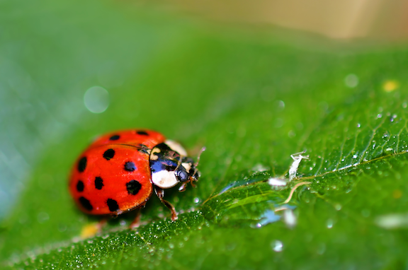 asian lady beetle