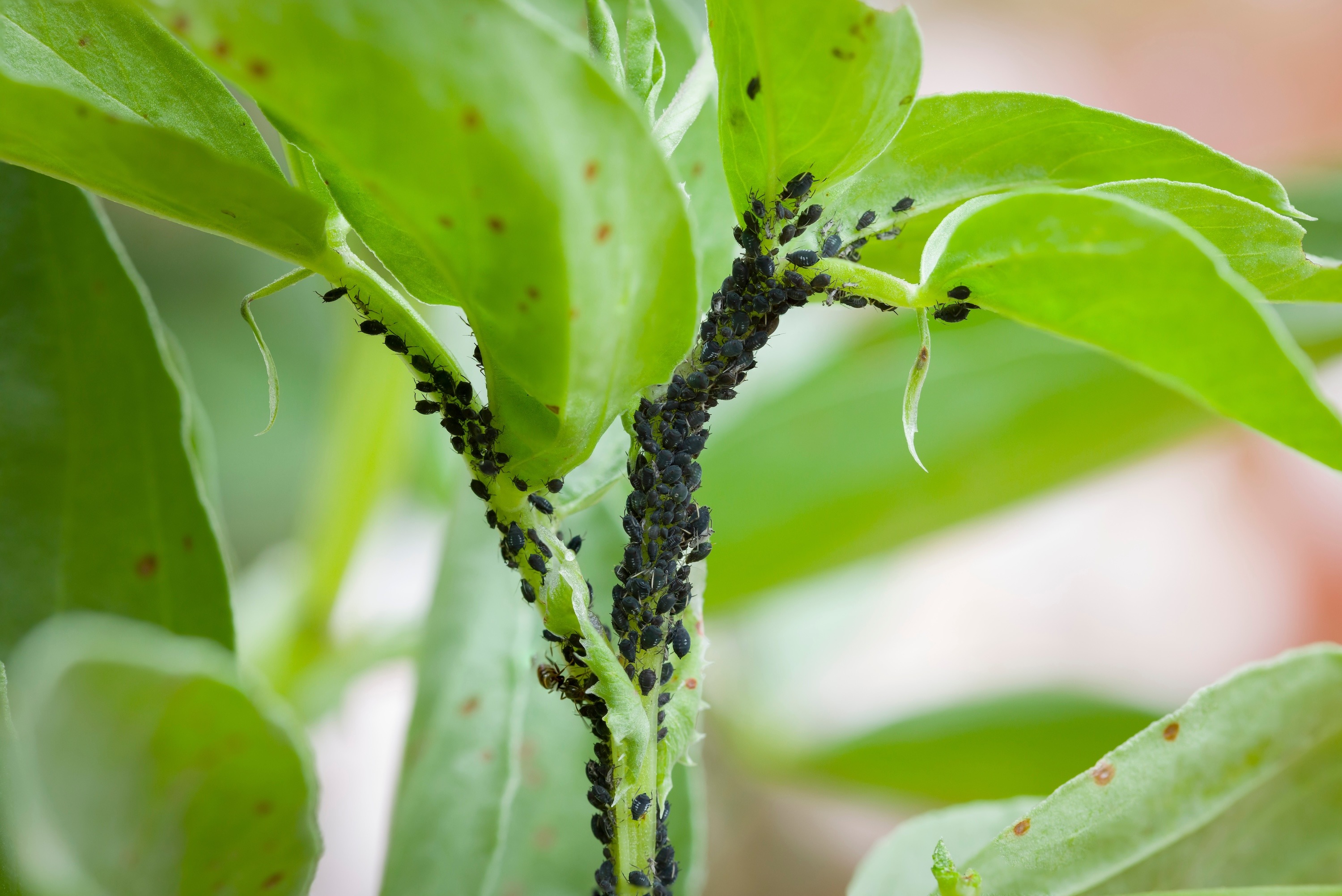 black aphids on stem-SS