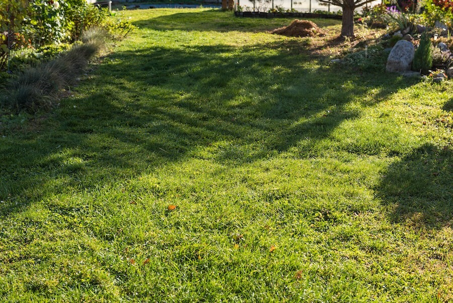 Weed and Feed: Tips for a Healthier and Greener Lawn
