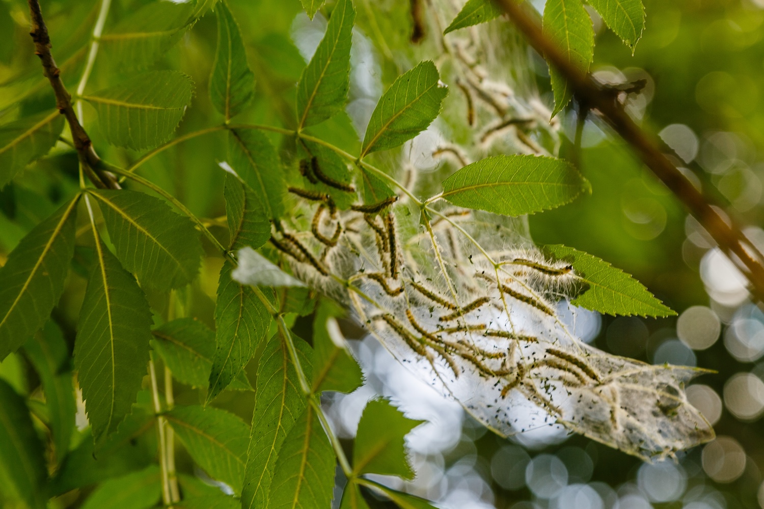 What Are Those Webs in My Trees? Your Fall Webworm Questions, Answered