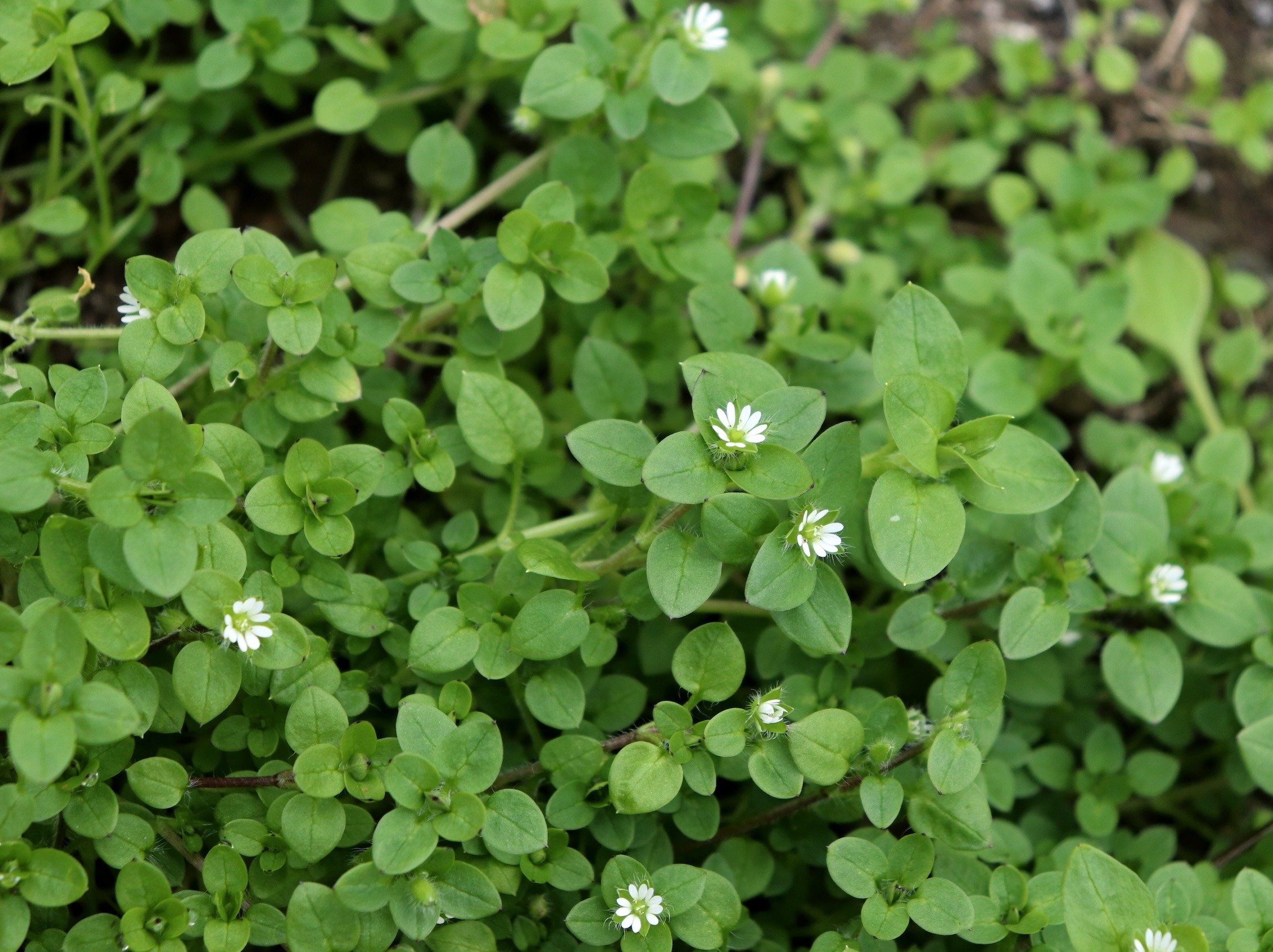 Weeders Digest Spotlight: Chickweed