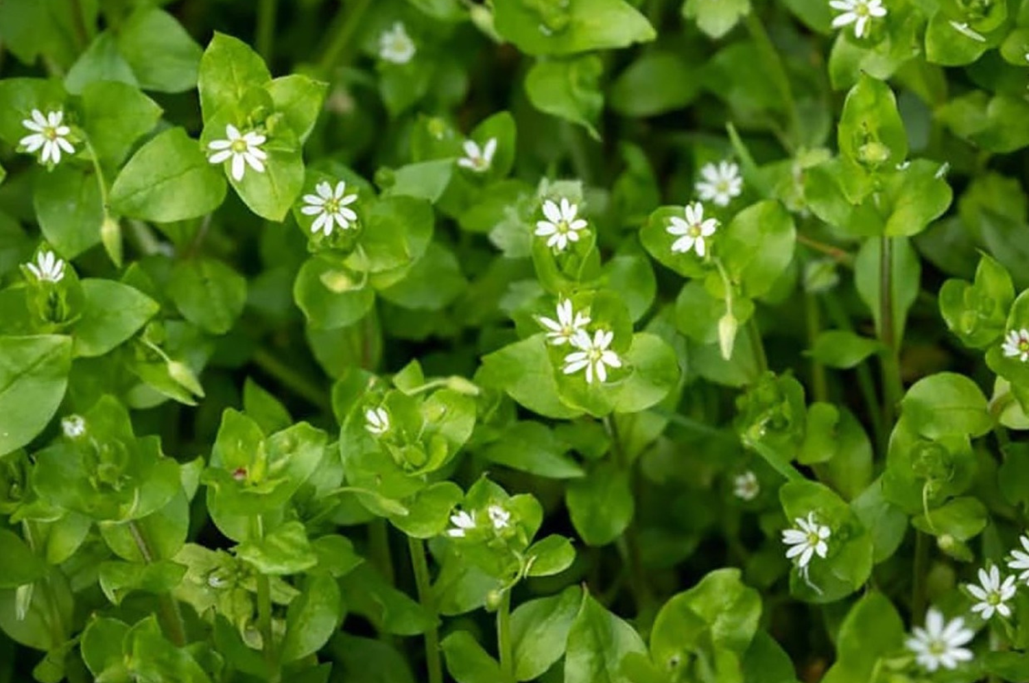 chickweed