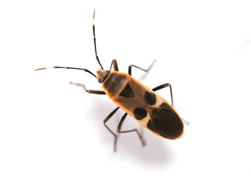 Chinch Bugs: The Tiny Pest Behind Those Mysterious Brown Patches in Your Lawn