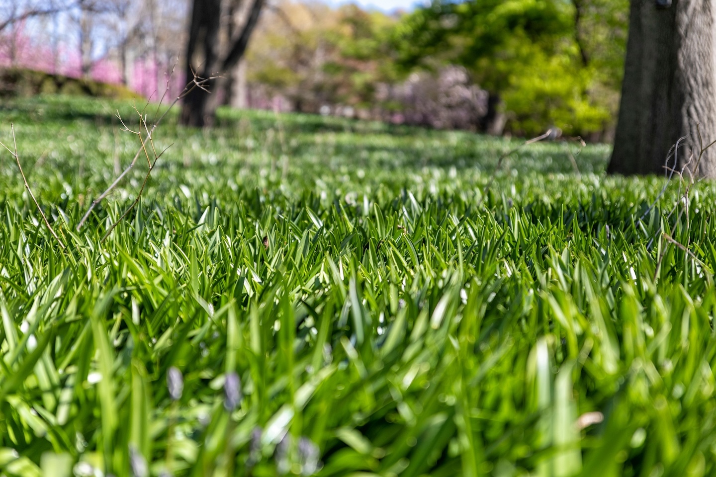 The Top 5 Lawn Maintenance Mistakes (and How to Avoid Them)