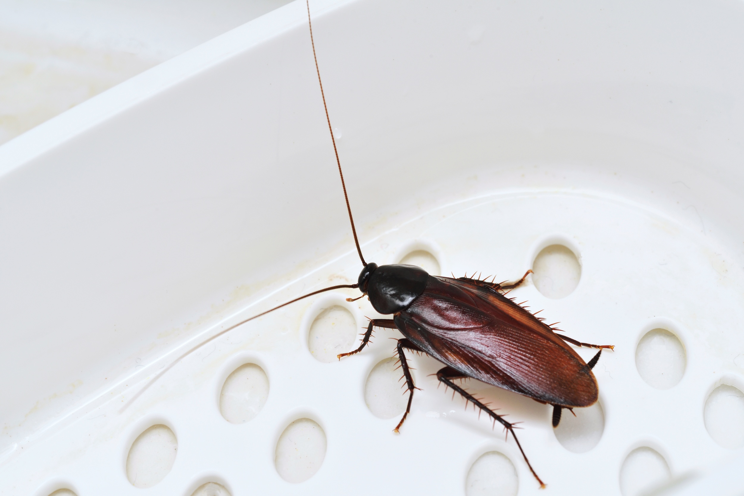 Fall Pest Invasion: Keep Bugs Out of Your Home