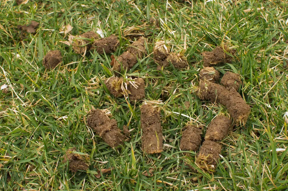 core aeration soil plugs sitting on top of a lawn