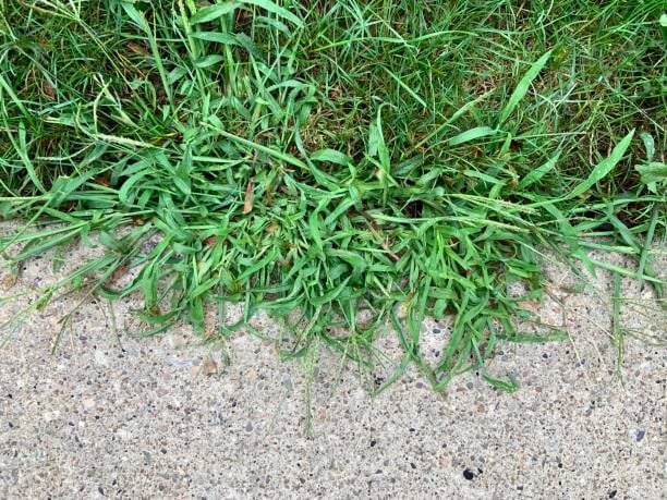 crabgrass-3