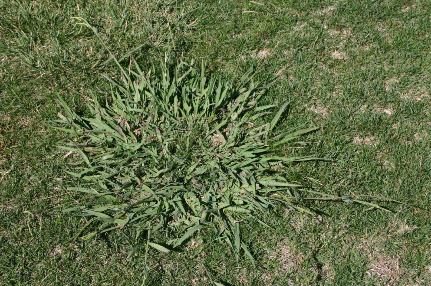 dallisgrass