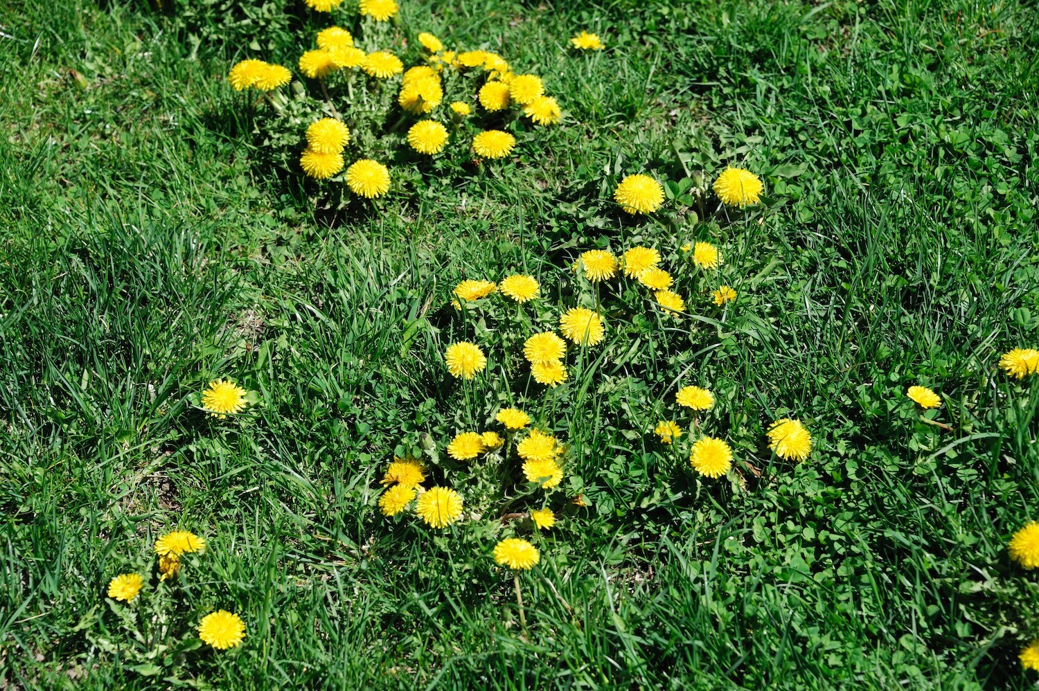 Weeds Can Cause Allergic Reactions
