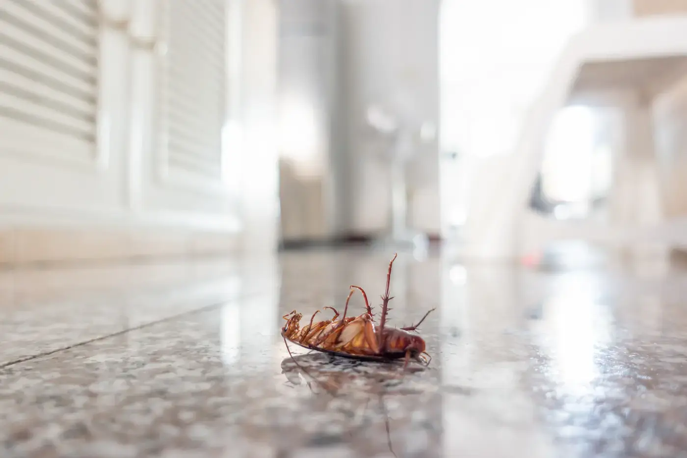 dead-cockroach-on-kitchen-floor ee