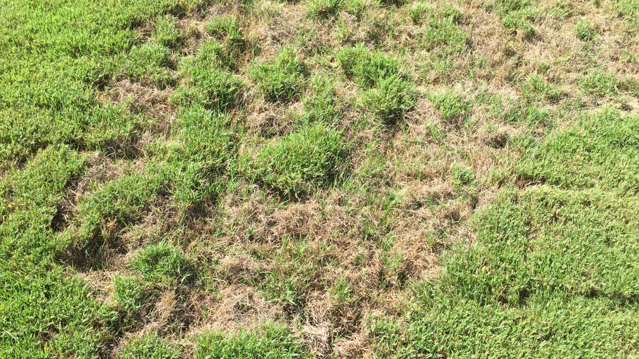 Is Your Lawn Stressed Out? How to Spot and Treat Summer Heat Stress