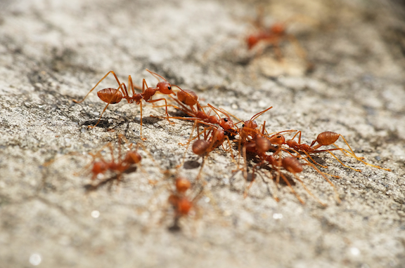 fire ants