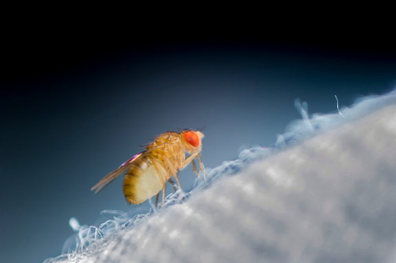 fruit fly