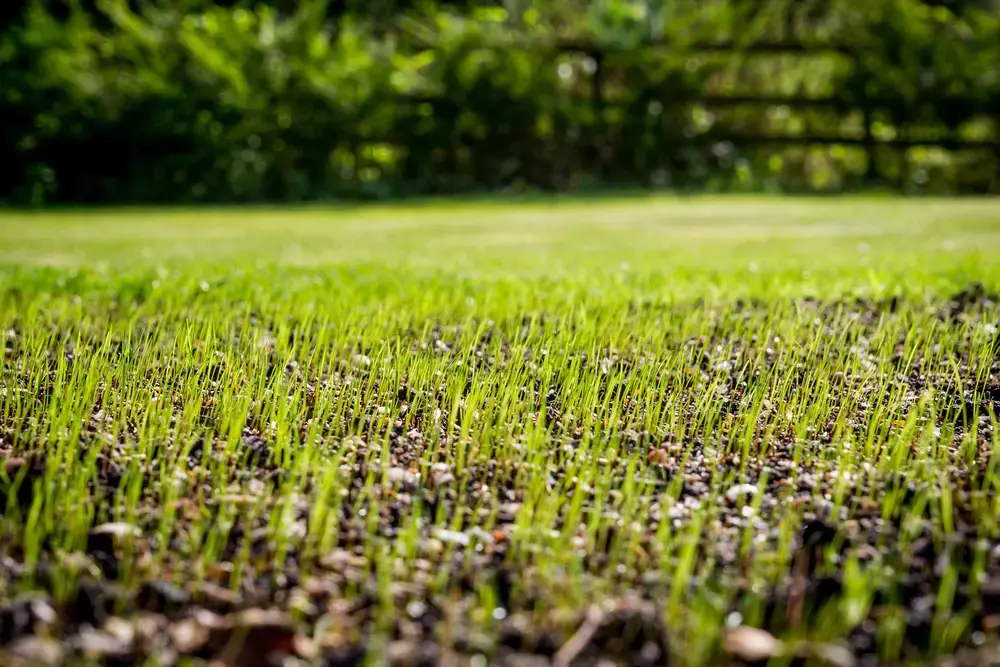 ground level of grass seed growing out of soil in backyard