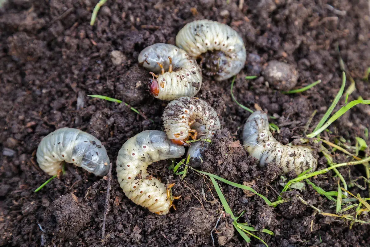 Got Grubs? Your Spring Guide to the Hidden Pests Wrecking Southern Lawns