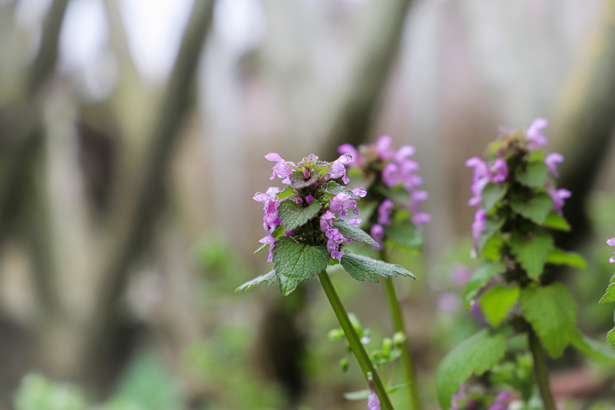 Winter Weeds: Why Cold Weather Doesn't Mean a Weed-Free Lawn