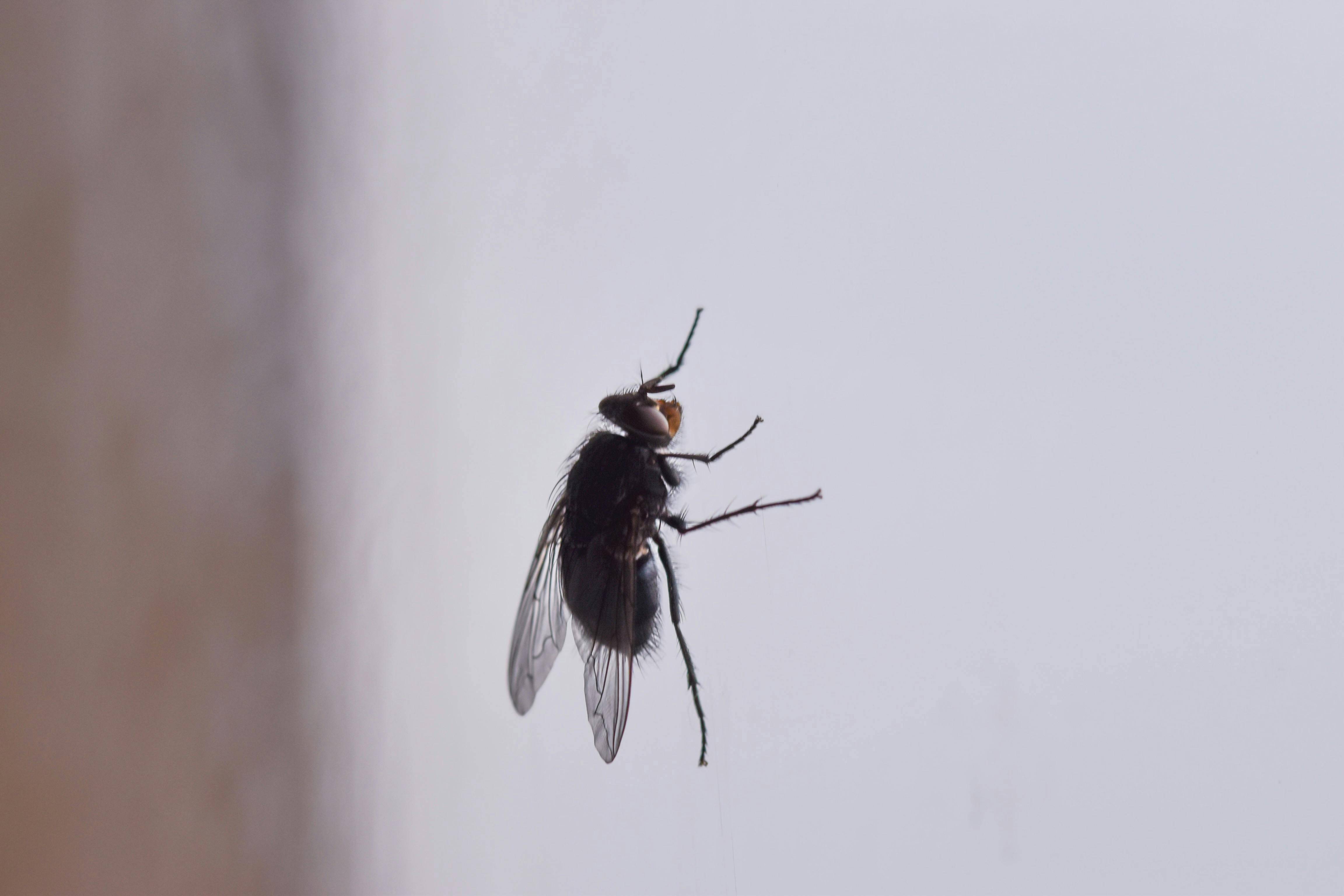 Spring Pest Prevention: Protect Your Home from Common Invaders