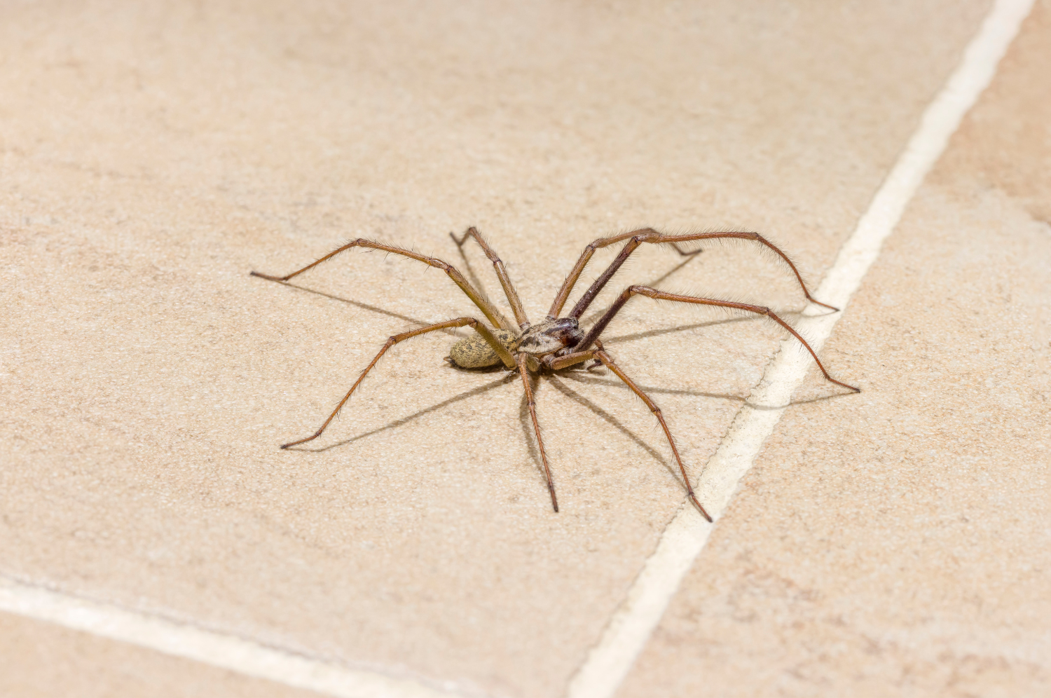 house spider