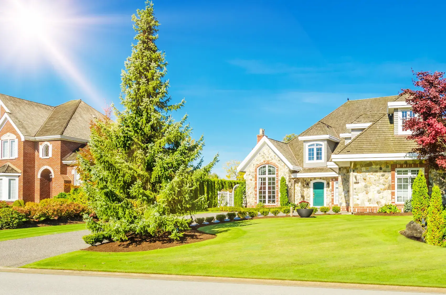 Is August Heat Stressing Your Trees & Shrubs? Here's How to Tell (and What to Do)