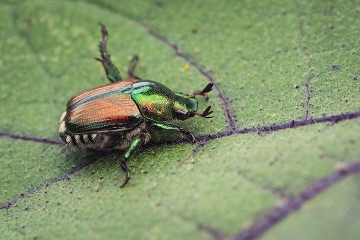 Japanese Beetle FAQ: What's Chewing Up Your Roses, Crape Myrtles, and Lawn This Summer?