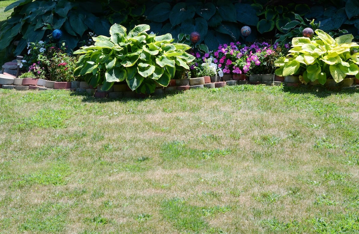 Dog Days Lawn Care: What Nashville, Charlotte, Atlanta, Greenville-Spartanburg & DFW Lawns Need Right Now