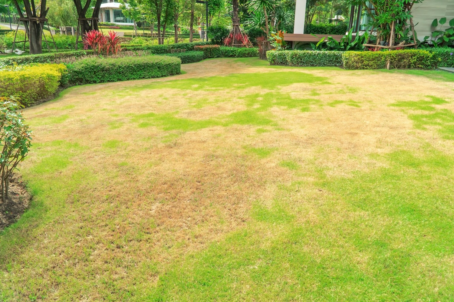 lawn fungus top turf 2