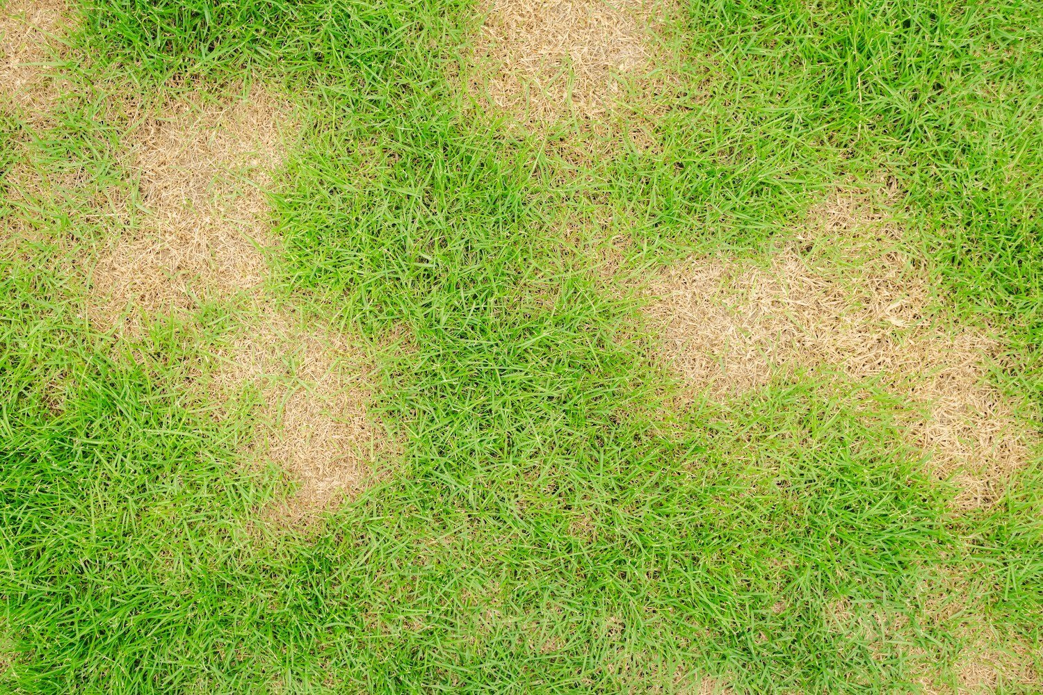 lawn fungus top turf