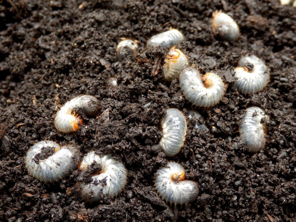 lawn grubs lawn grubs