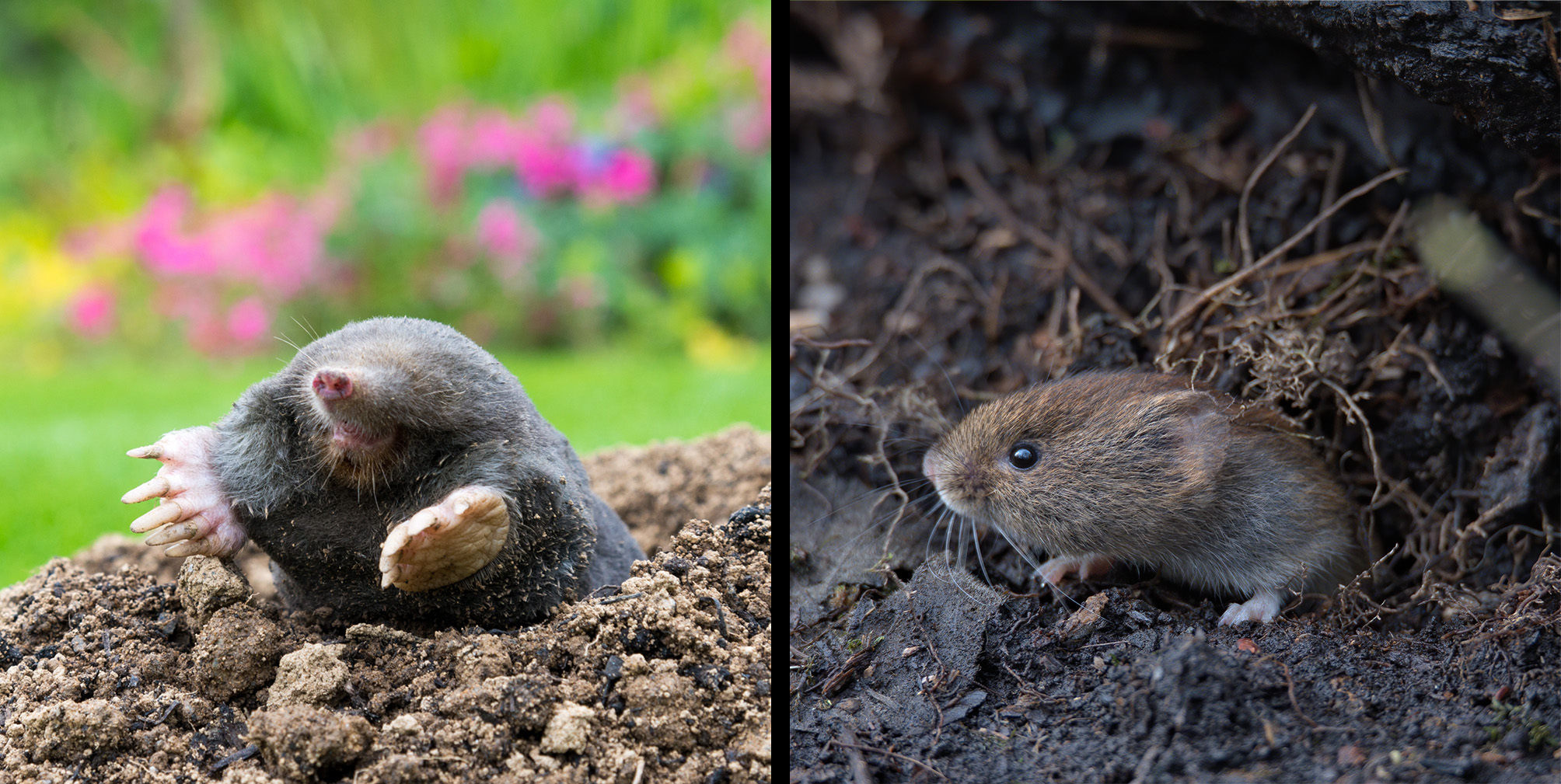 mole and vole picture top turf - ss