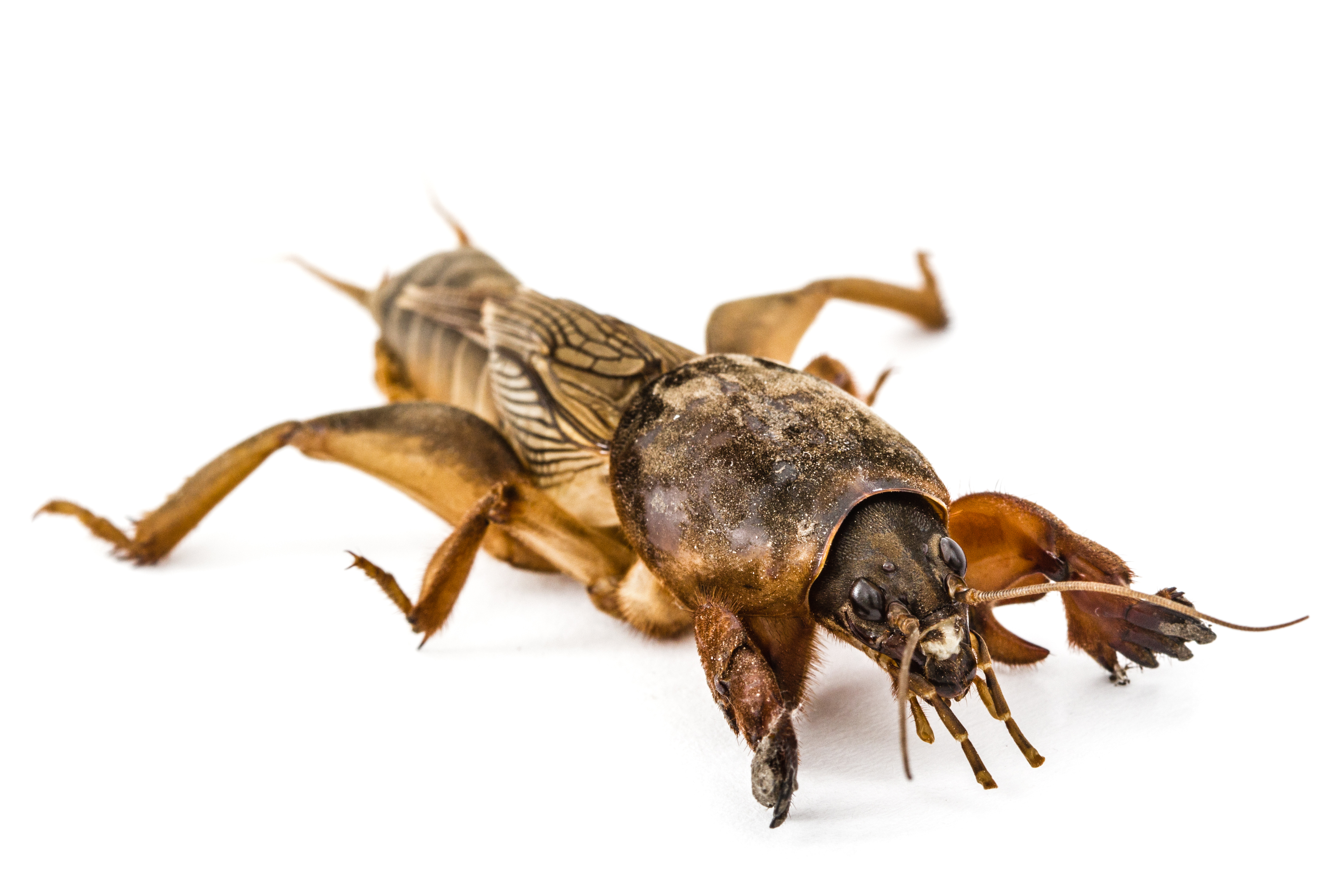 Mole Crickets 101: The Sneaky Underground Pest Wrecking Southern Lawns Right Now