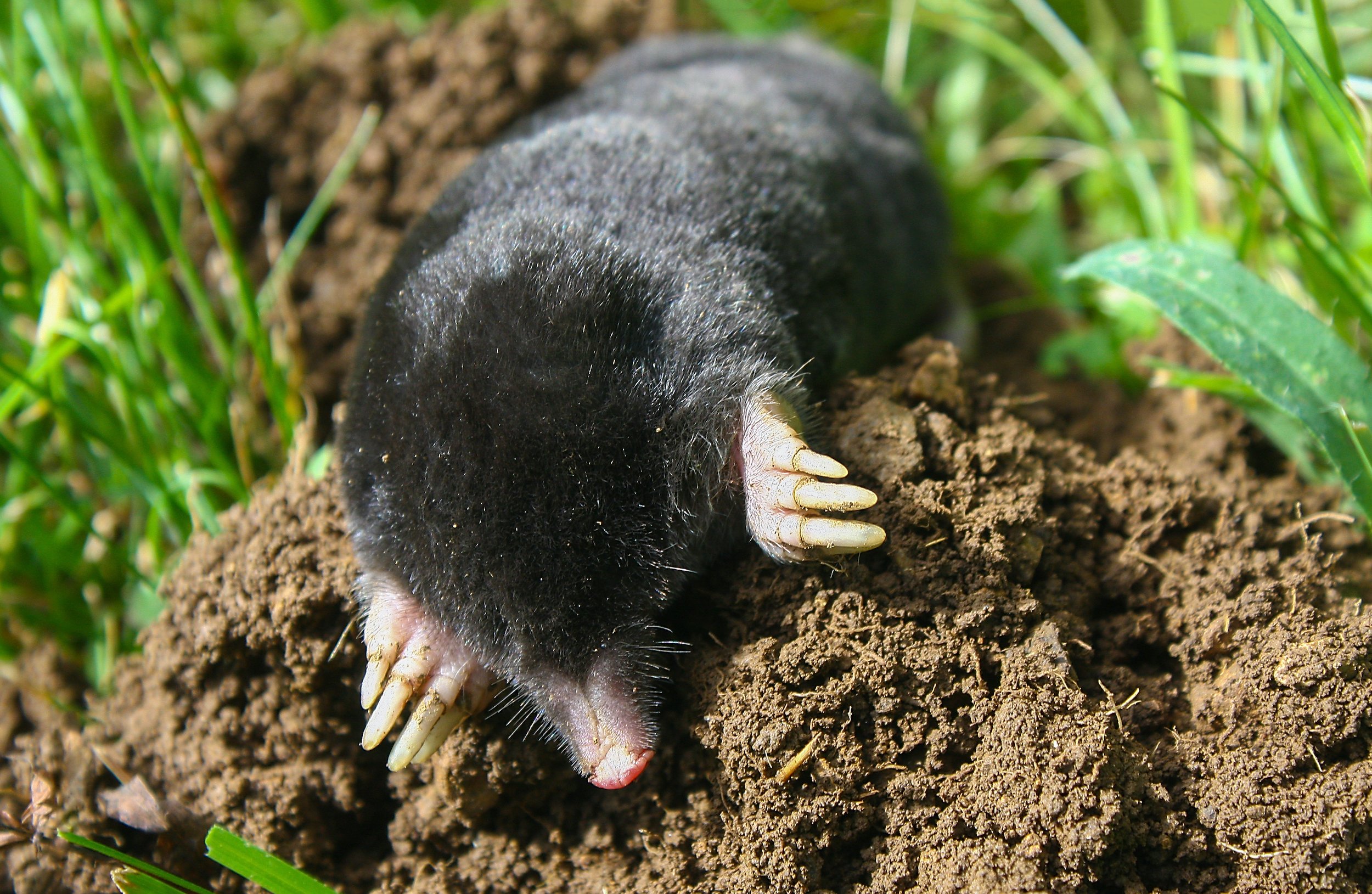 mole on mound top turf - ss-1