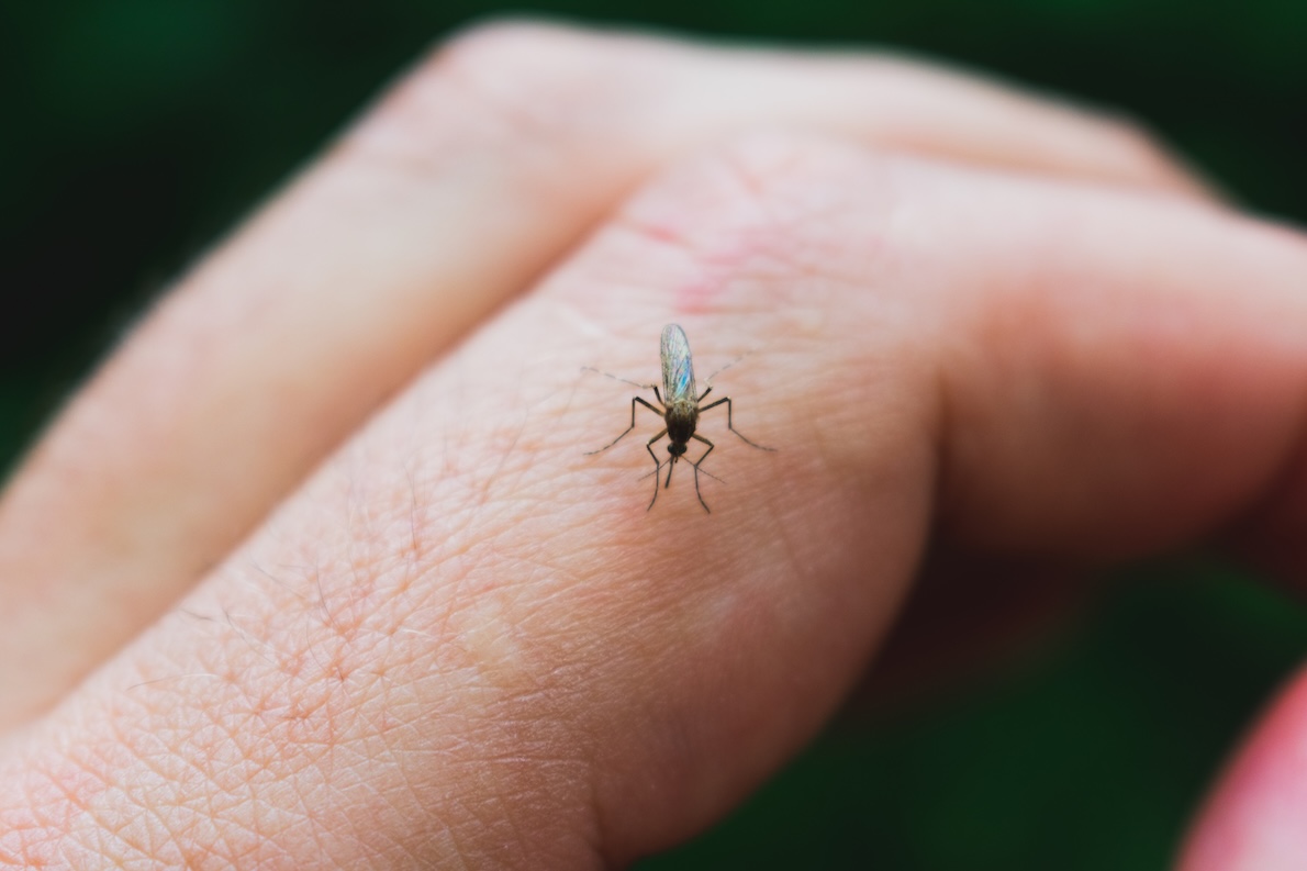 Mosquito Season FAQ: Real Answers for Southern Homeowners